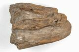 Fossil Mosasaur (Tylosaurus) Muzzle Section - Kansas #197674-1